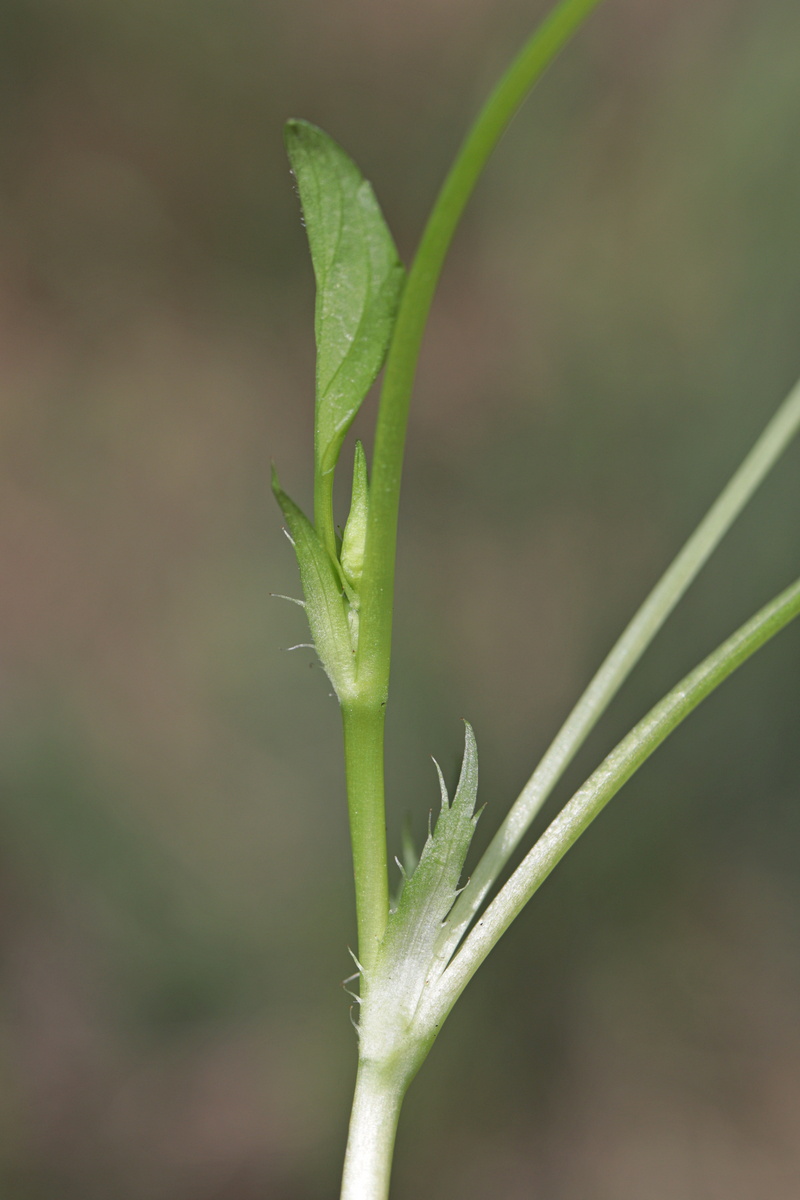 Image of Viola canina specimen.