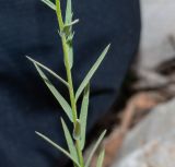 Linum corymbulosum