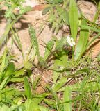 Anchusa aegyptiaca. Цветущее растение. Израиль, горы Самарии, восточная часть, окр. поселения Хамра. 21.02.2022.