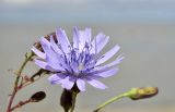 Lactuca sibirica. Соцветие. Приморский край, Ханкайский р-н, окр. с. Турий Рог, зап. побережье оз. Ханка, основание обрыва у прибрежной песчаной террасы. 26.06.2022.