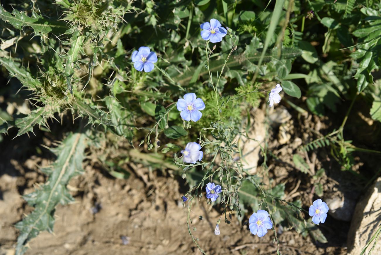 Изображение особи Linum austriacum.