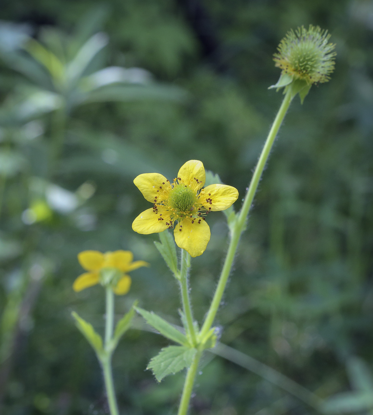 Изображение особи Geum aleppicum.