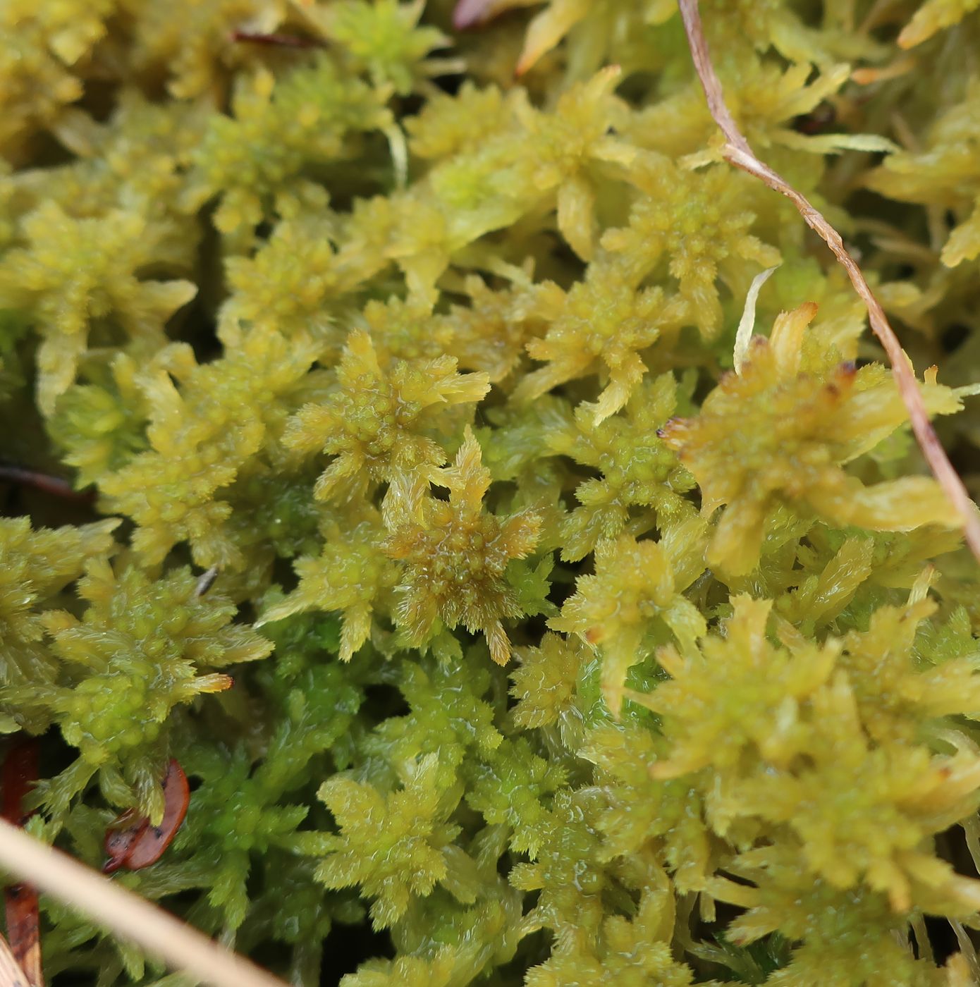 Изображение особи род Sphagnum.