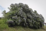 Syringa vulgaris