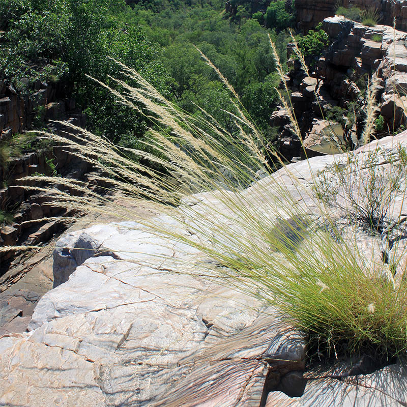 Image of familia Poaceae specimen.