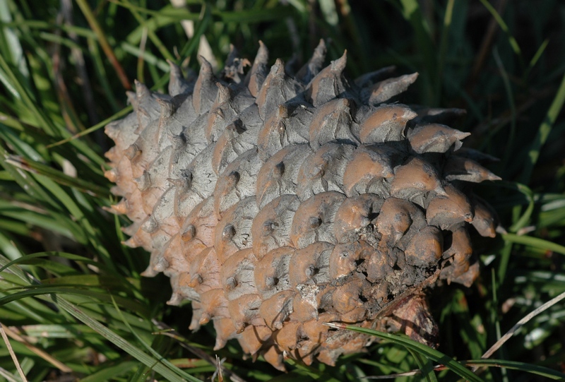 Image of Pinus pungens specimen.