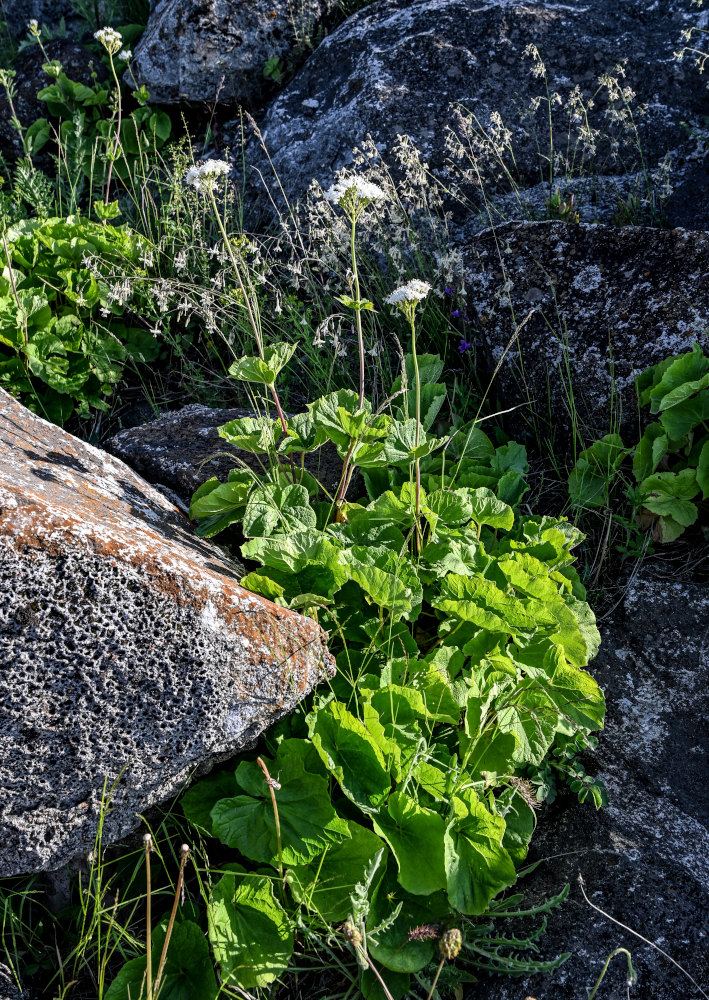 Изображение особи Valeriana alliariifolia.