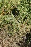 Lycium ruthenicum