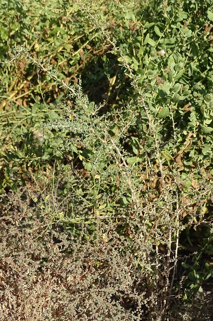 Изображение особи Lycium ruthenicum.
