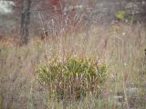 Brachypodium rupestre. Плодоносящее растение. Краснодарский край, Крымский р-н, окр. станицы Неберджаевская, дно заброшенного карьера, на обломках мергеля. 29.10.2022.