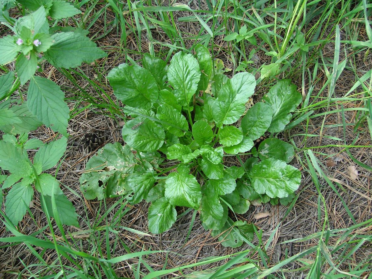 Image of genus Barbarea specimen.