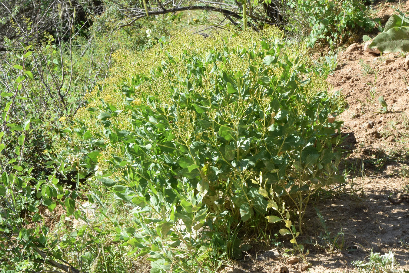 Image of Haplophyllum latifolium specimen.