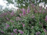 Spiraea douglasii