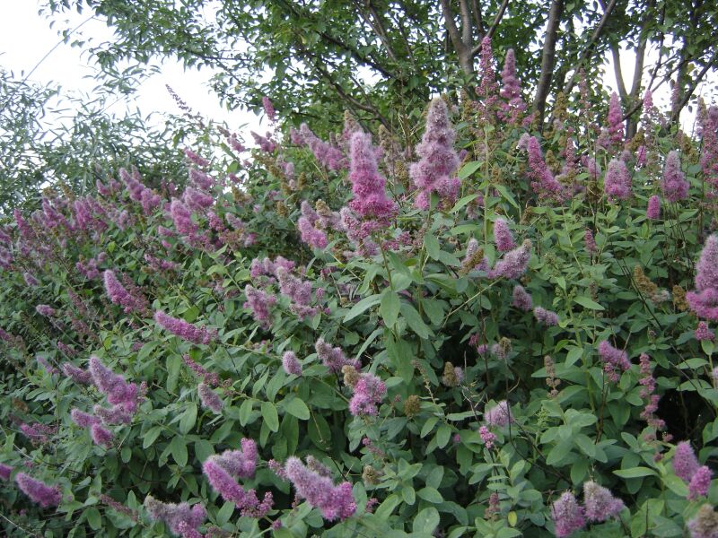 Image of Spiraea douglasii specimen.