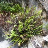 Asplenium trichomanes. Спороносящее растение. Карачаево-Черкесия, Урупский р-н, окр. пос. Дамхурц, правый берег реки Большая Лаба, ≈ 1000 м н.у.м., скальное обнажение. 30.07.2022.