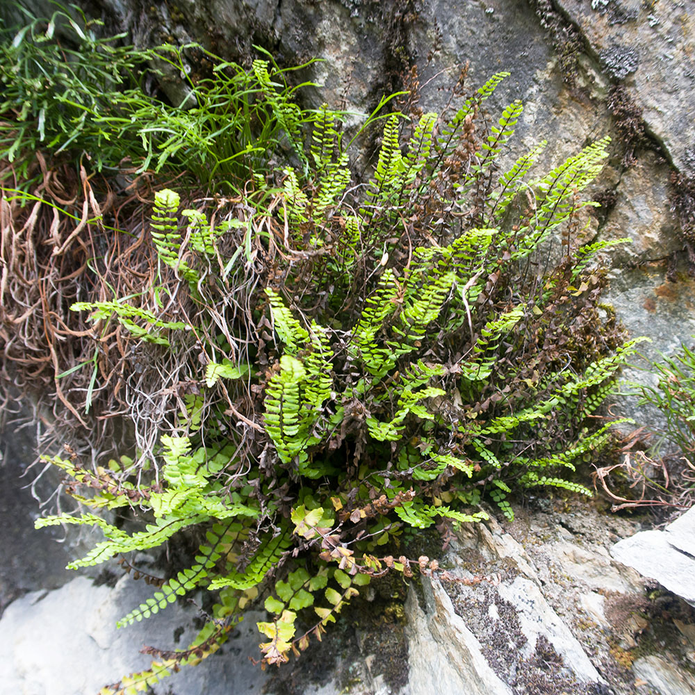 Изображение особи Asplenium trichomanes.