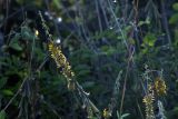Crotalaria pallida. Соцветие. Индия, штат Уттаракханд, округ, Найнитал, Jim Corbett National Park. 02.12.2002.