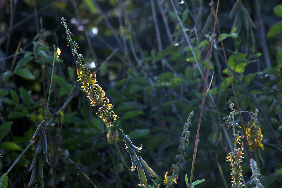 Изображение особи Crotalaria pallida.