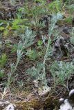 Artemisia sericea