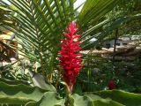 Alpinia purpurata. Верхушка отцветшего растения. Шри-Ланка, у дороги к входу в национальный парк \"Синхараджа\", в культуре. 04.12.2022.