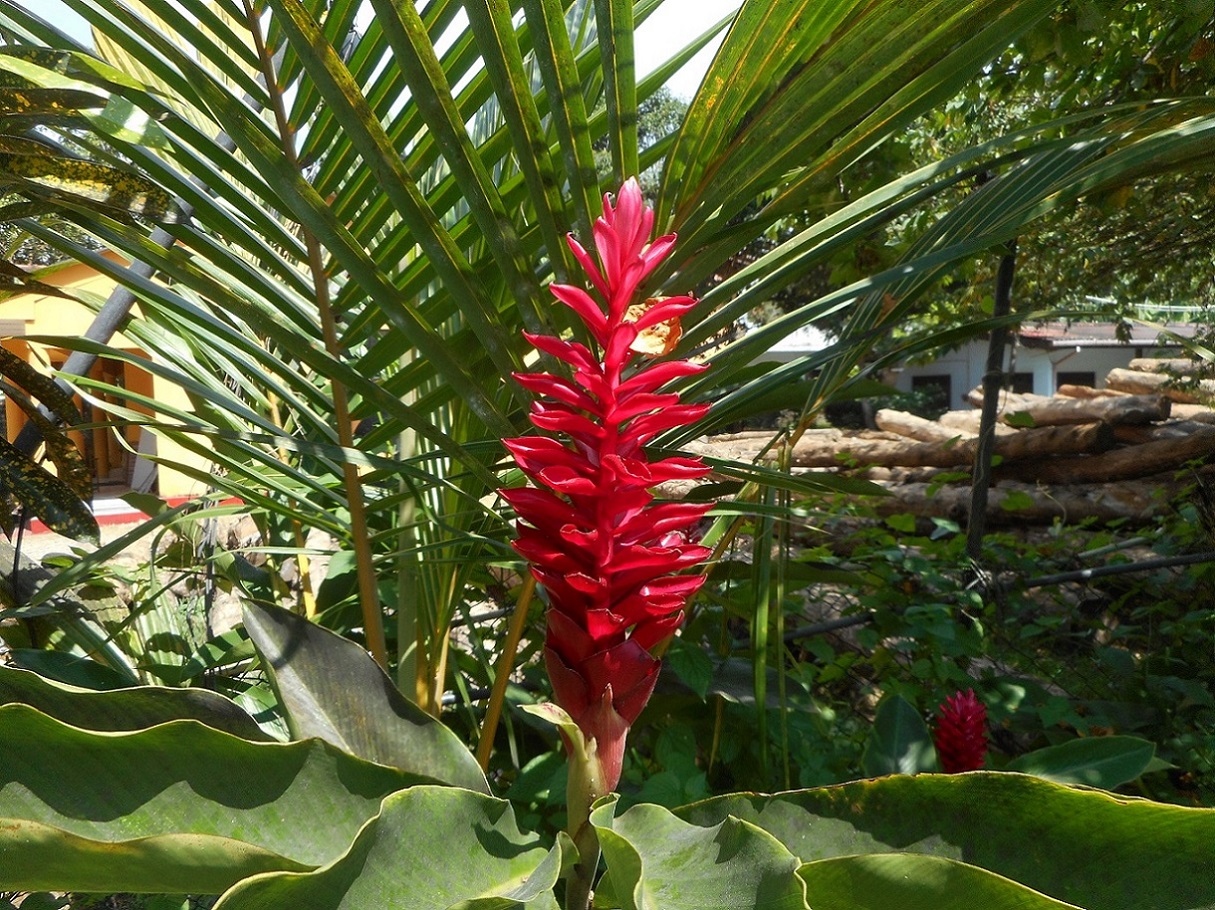 Image of Alpinia purpurata specimen.