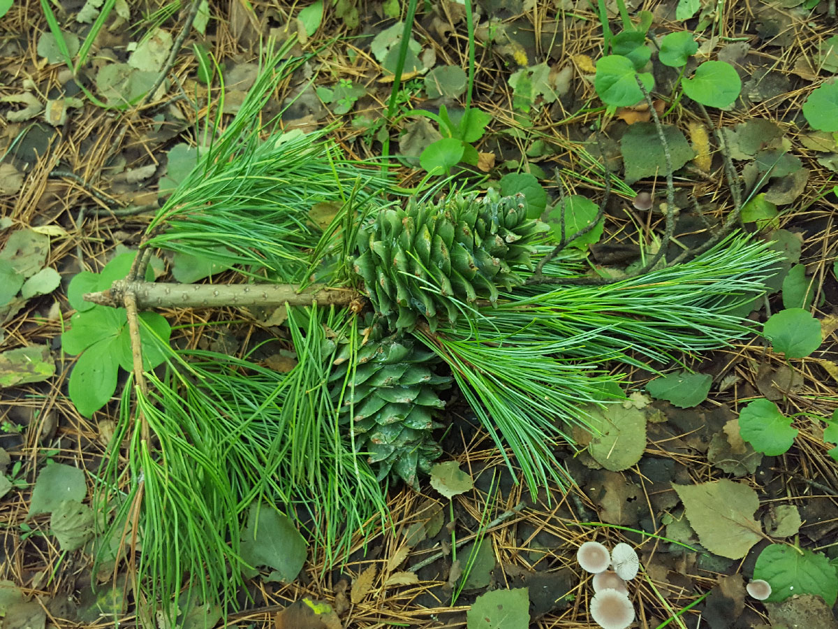 Image of Pinus koraiensis specimen.