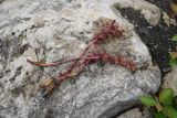 Orobanche campanulae