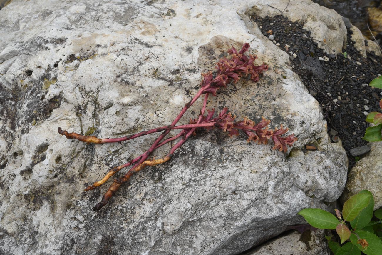 Image of Orobanche campanulae specimen.