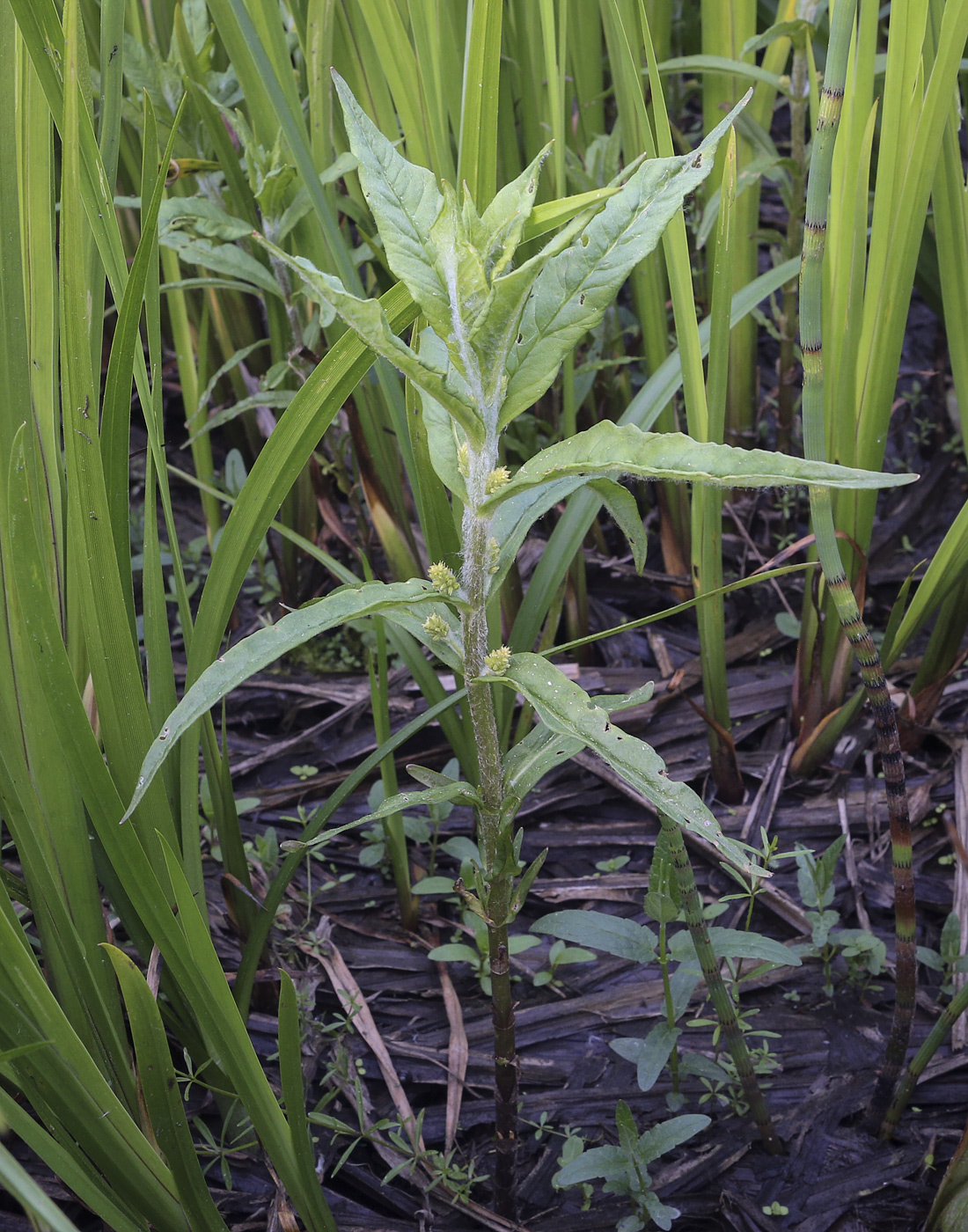 Image of Naumburgia thyrsiflora specimen.