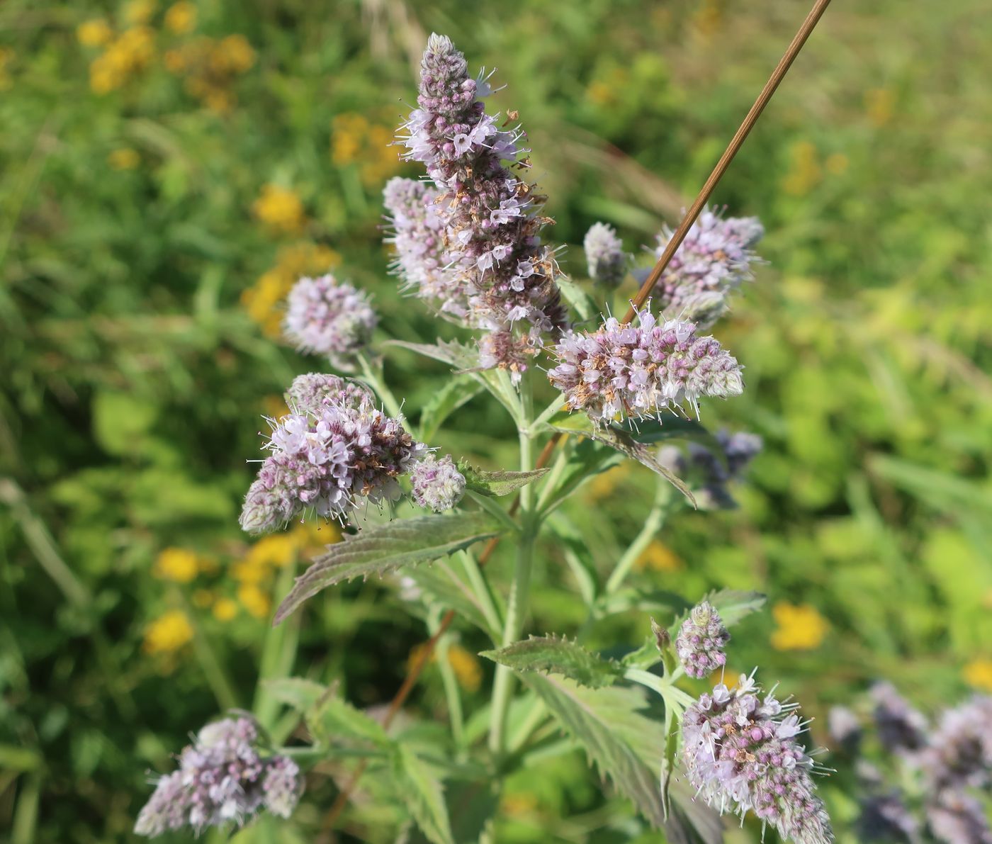 Изображение особи Mentha longifolia.