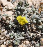 Helianthemum stipulatum