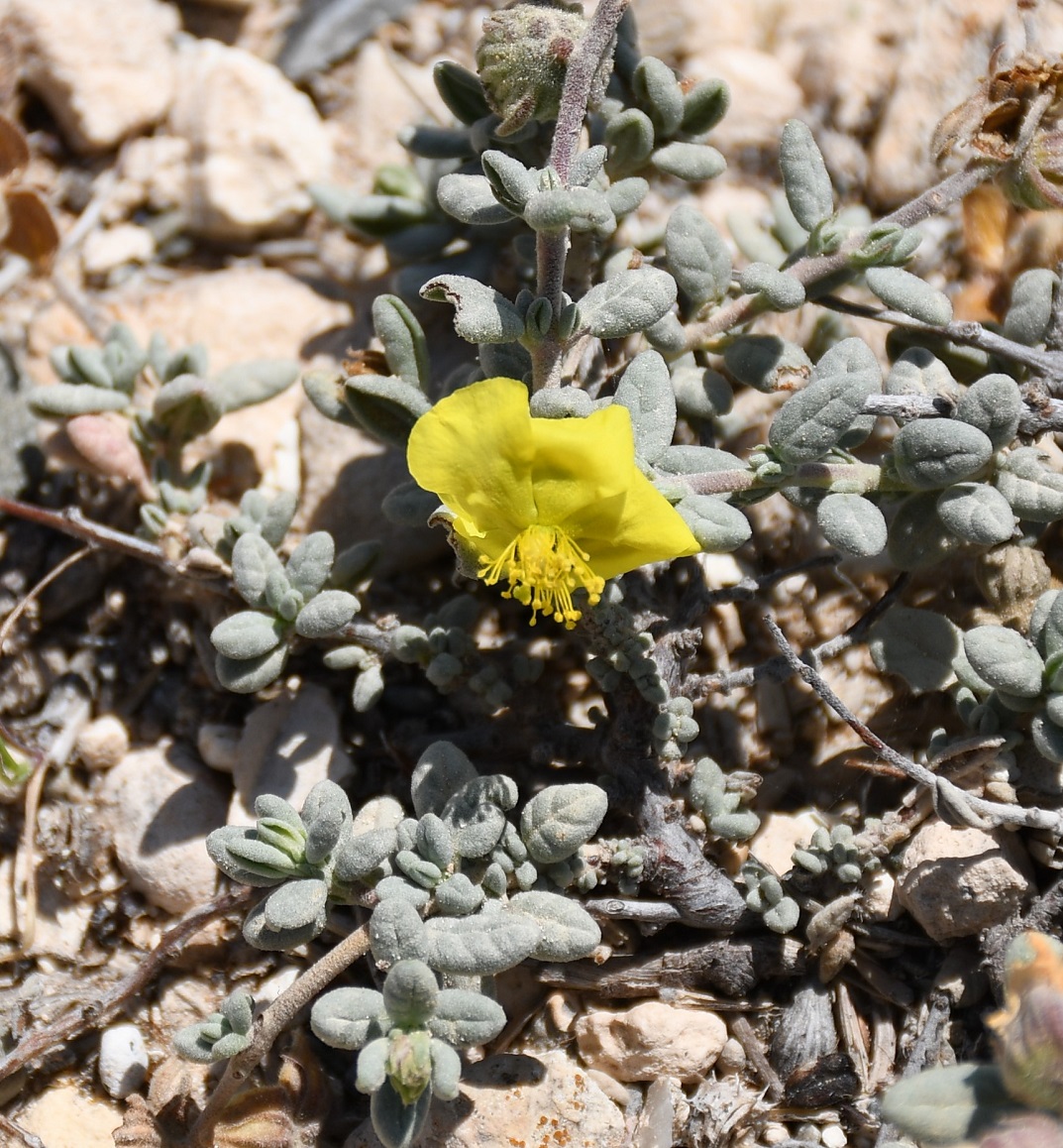 Image of Helianthemum stipulatum specimen.
