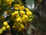 Mahonia aquifolium. Часть соцветия. Узбекистан, г. Ташкент, Ботанический сад им. Ф.Н.Русанова. 21.03.2009.