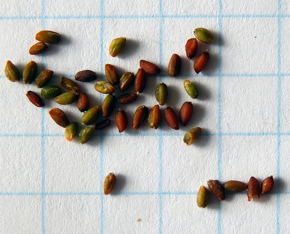 Image of Hesperis pycnotricha specimen.