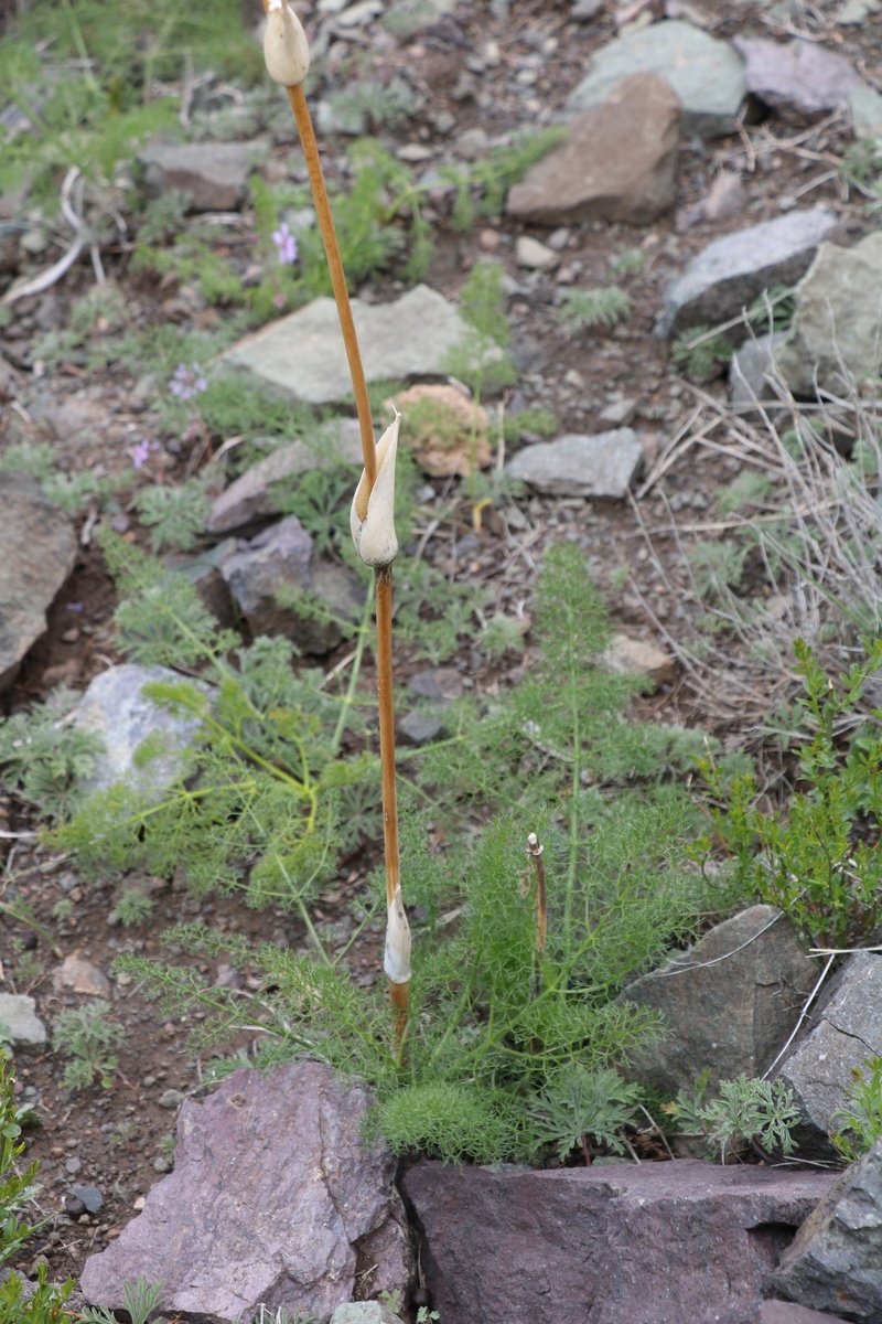 Image of familia Apiaceae specimen.