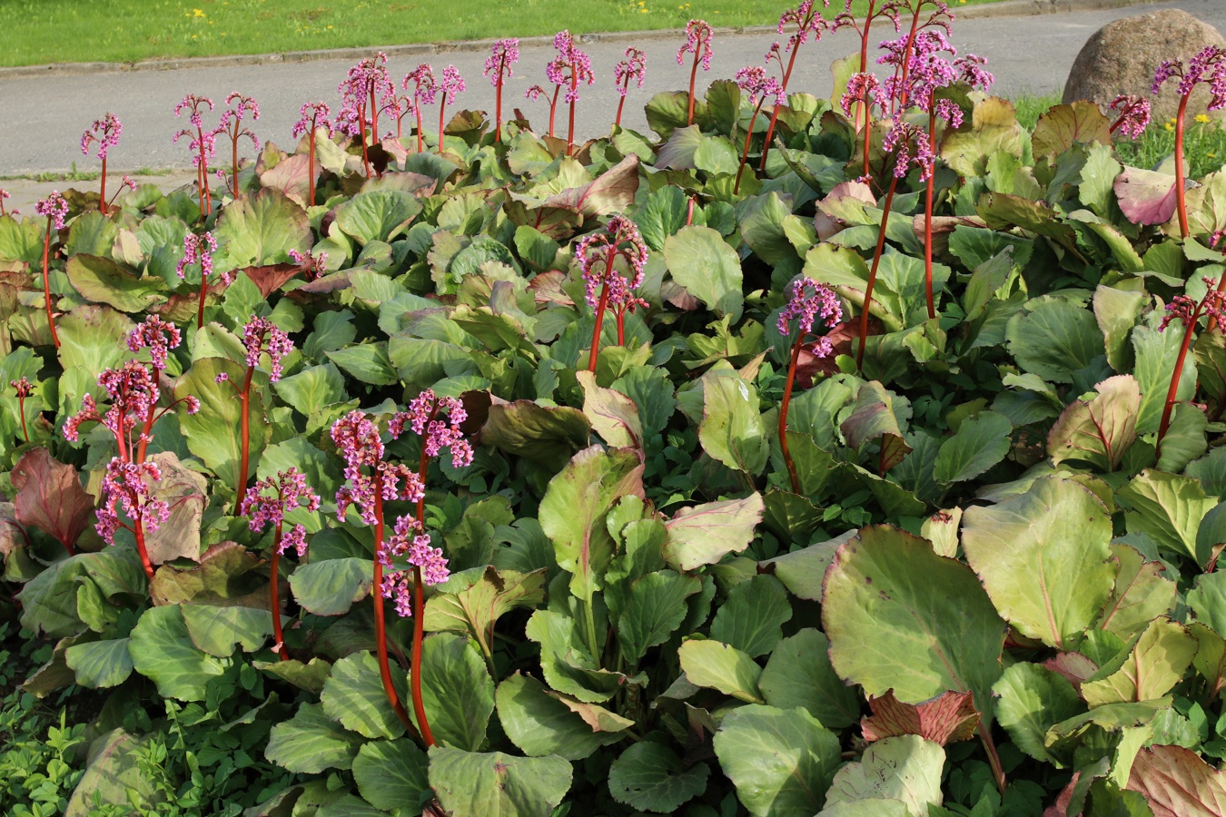 Image of Bergenia crassifolia specimen.