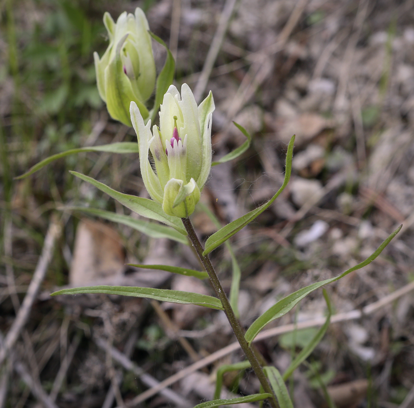 Image of Castilleja pallida specimen.