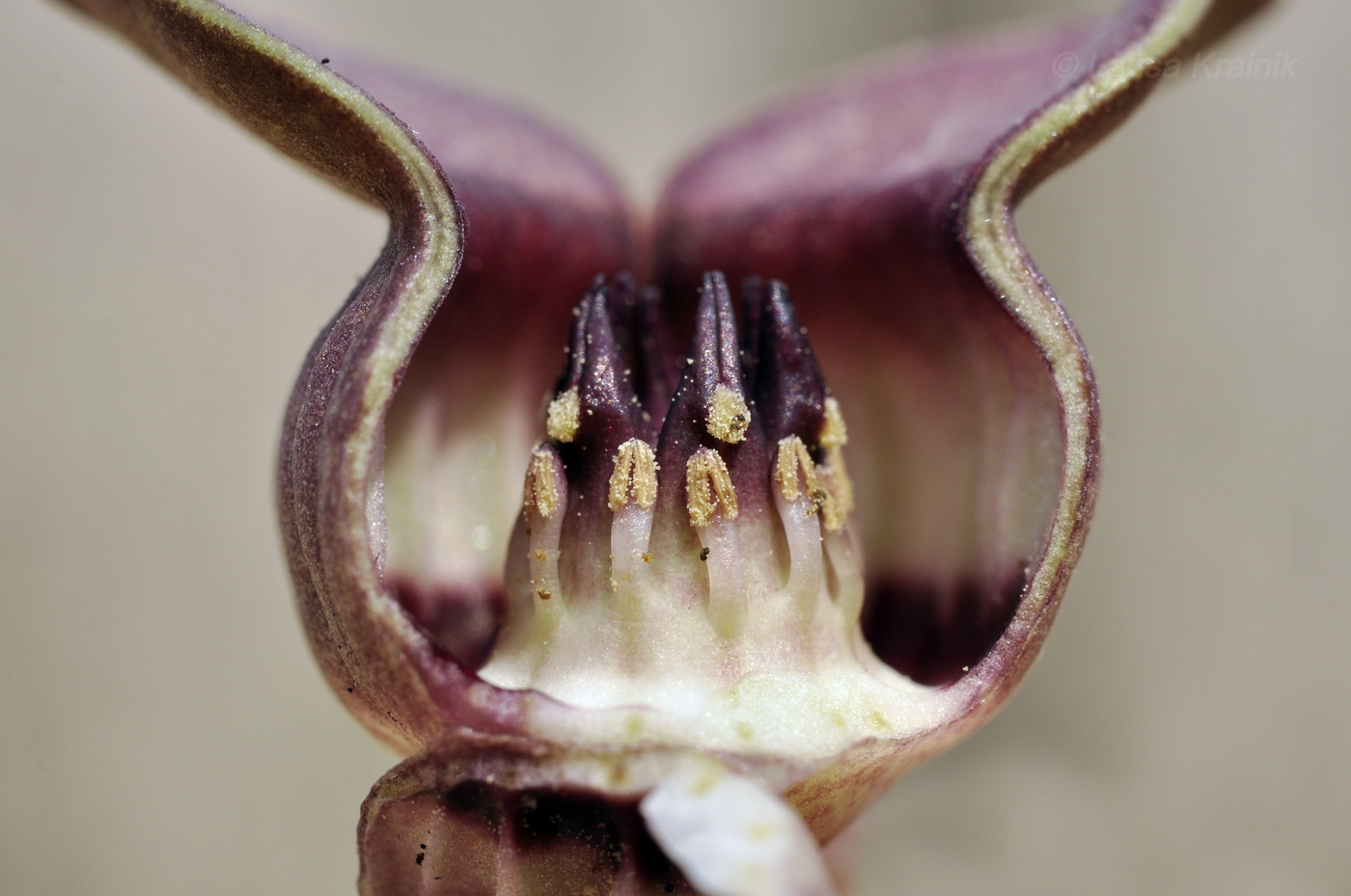 Image of Asarum sieboldii specimen.