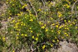 Ranunculus repens