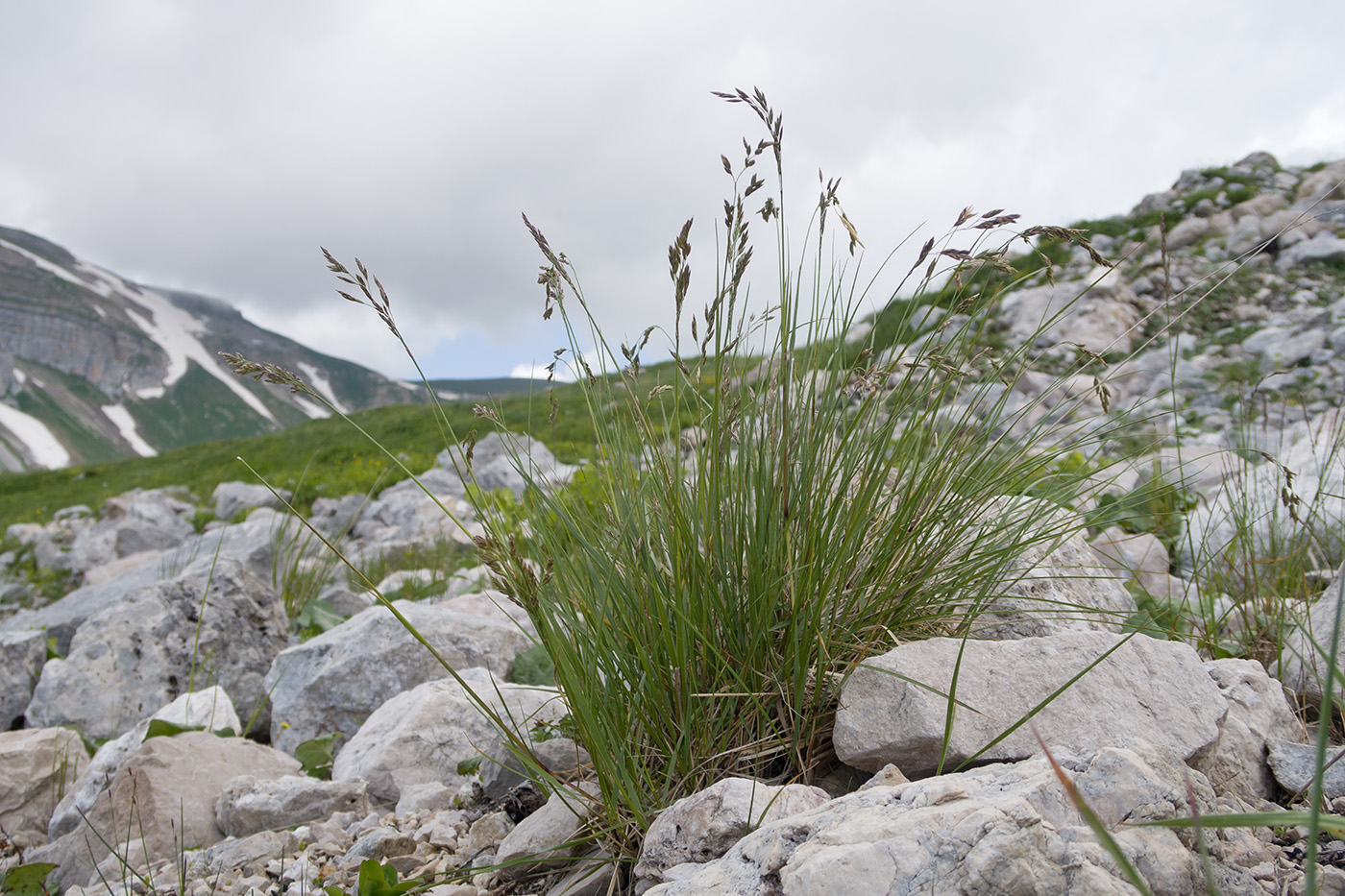 Image of genus Festuca specimen.