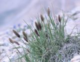 Calamagrostis anthoxanthoides