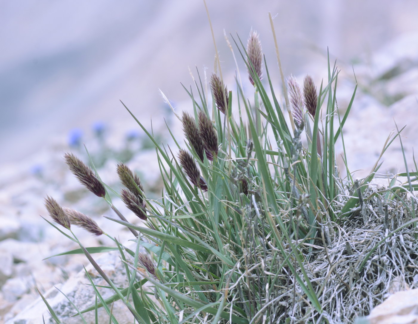 Image of Calamagrostis anthoxanthoides specimen.