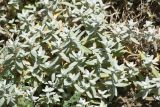 Cerastium biebersteinii