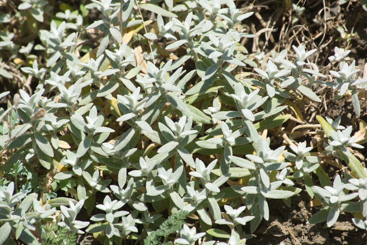 Image of Cerastium biebersteinii specimen.