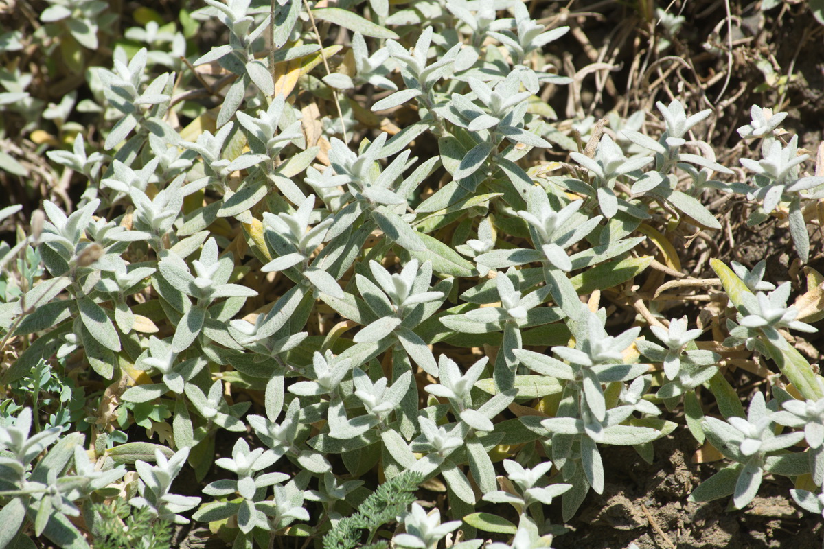 Изображение особи Cerastium biebersteinii.