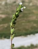 Euphrasia pectinata