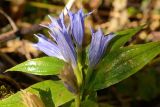 Gentiana schistocalyx. Верхушка побега с цветками. Адыгея, Кавказский биосферный заповедник, окр. Азишского перевала, 1800 м н.у.м., опушка. 18.09.2023.