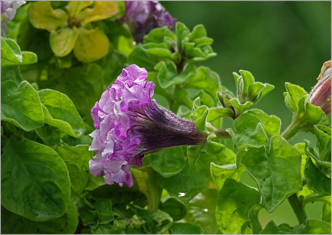 Изображение особи Petunia &times; hybrida.