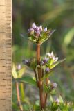 Gentianella lingulata