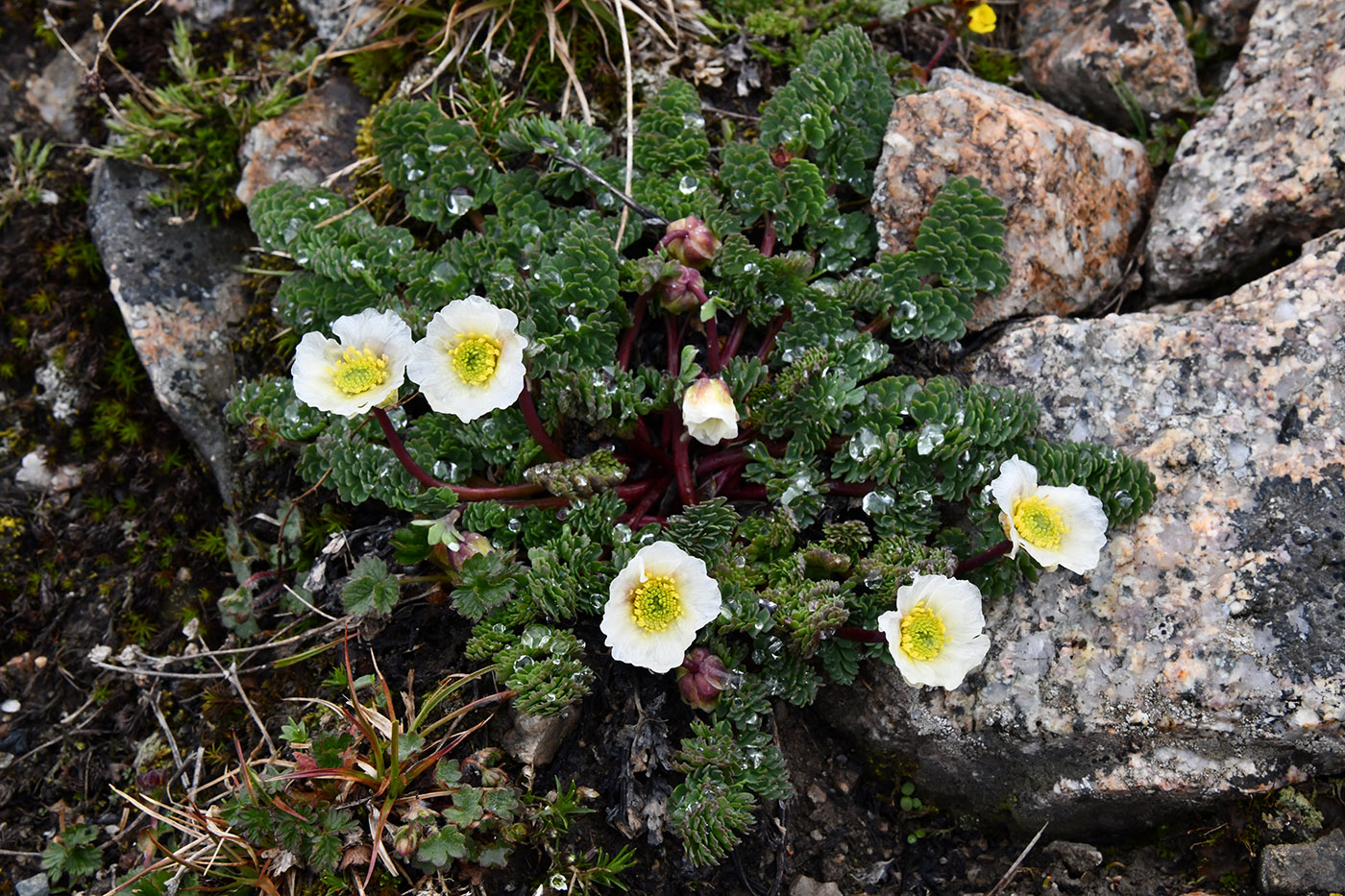 Изображение особи Callianthemum alatavicum.